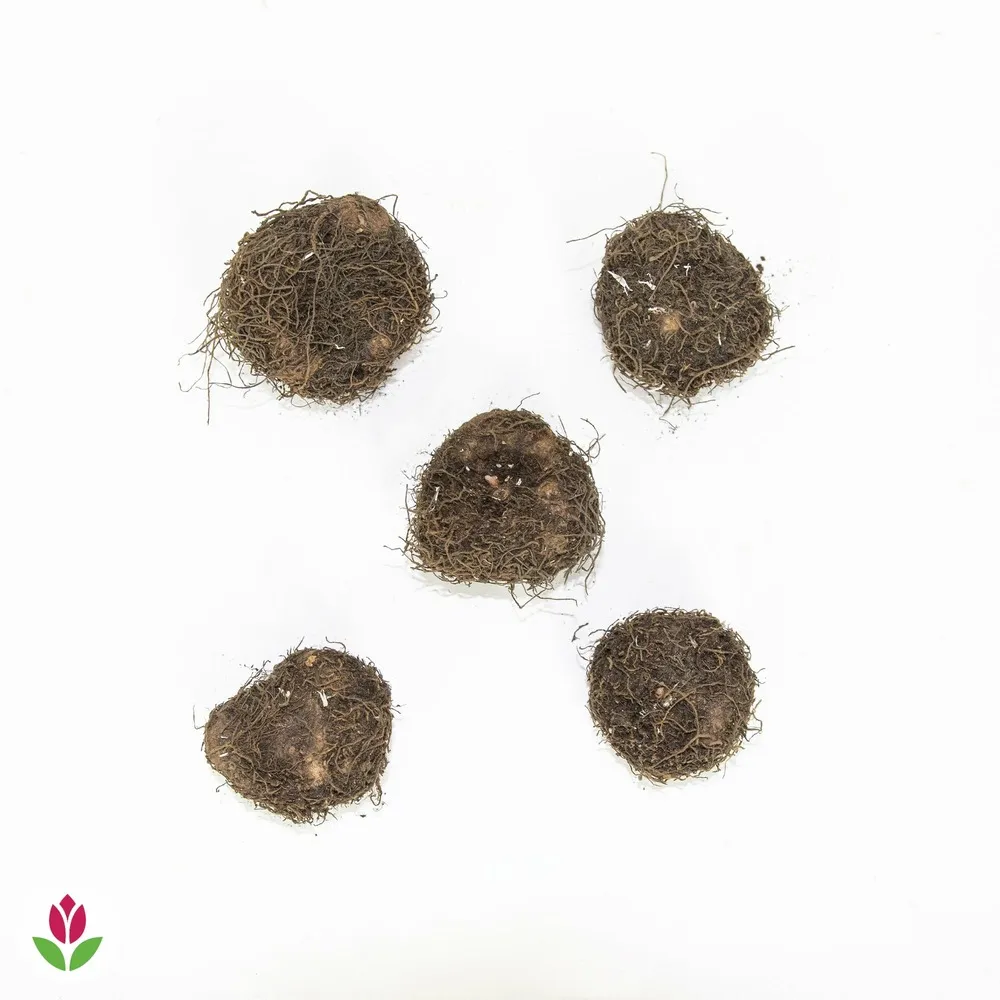 5 bégonias picotée golden balcony - le sachet de 5 bulbes / circonférence 5-7cm, vendu par lot de 2