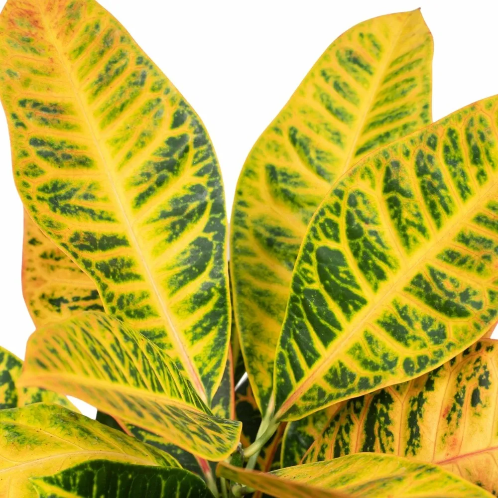 Codiaeum petra croton 45cm - plante d'intérieur