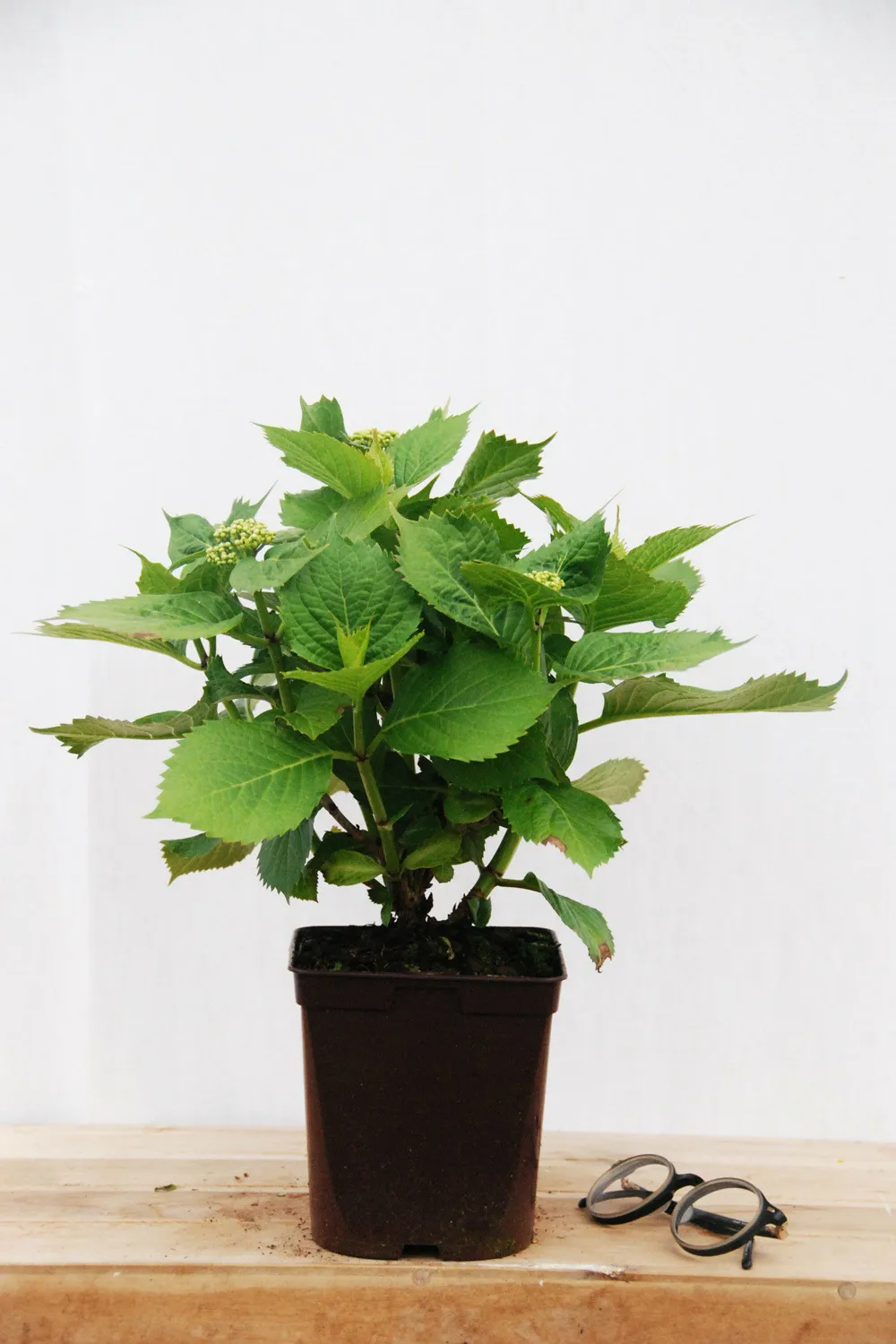 Hortensia 'freundenstein' - en pot de 2 litres