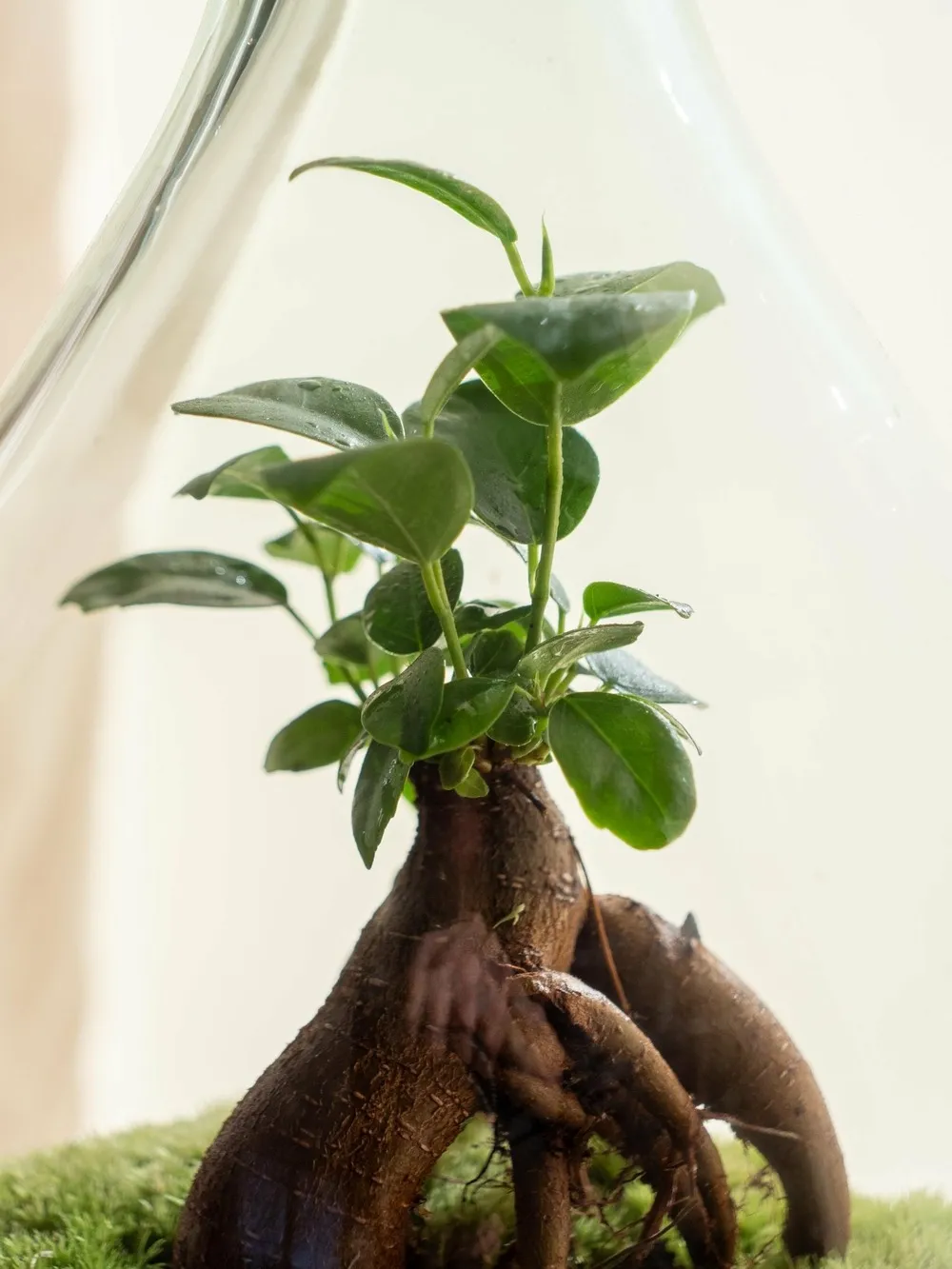 Terrarium - cayenne